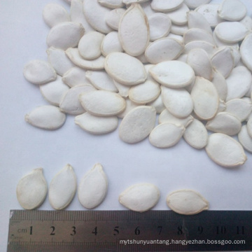 13cm big snow white big size pumpkin seeds